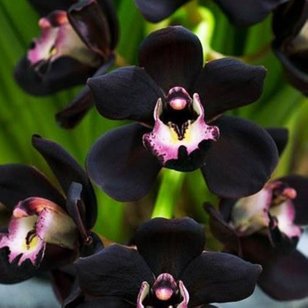 Heirloom Non-GMO Black Cymbidium Faberi Flower Seeds for Exotic Garden and Indoor Planting for planting in home garden